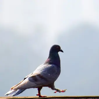 pigeon eviction service