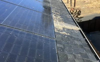 Why Pigeons Love Solar Panels: Understanding Bird Behavior And Attraction